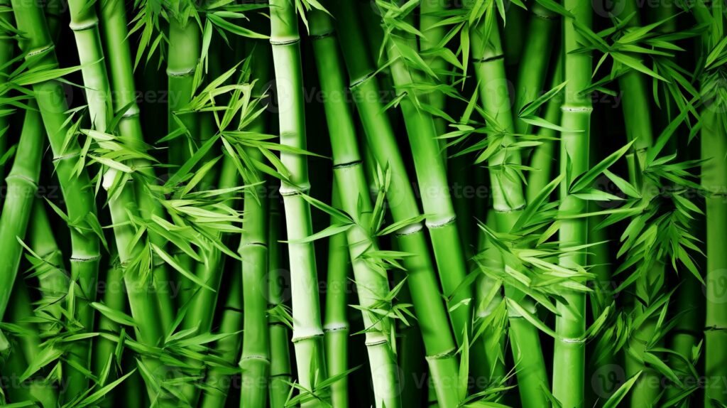 imgi_314_green-bamboo-texture-bamboo-forest-green-grass-in-the-sunshine-bamboo-tree-l